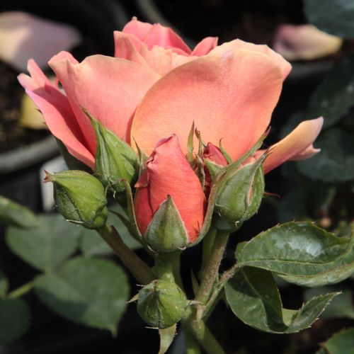 Rosa Edouard Guillot™ - rosa - Árbol de Rosas Flor Simple - rosal de pie alto- forma de corona tupida